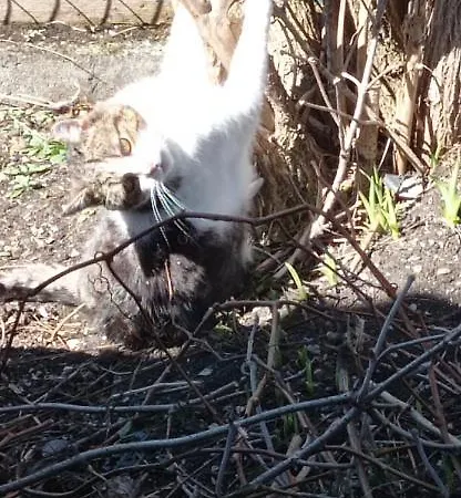 Haus Elli Greifenburg