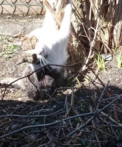 Haus Elli גריפנבורג